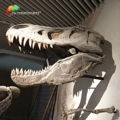 Bản sao bộ xương khủng long nghệ thuật thực tế CE T Rex Skeleton Head Mô phỏng cao