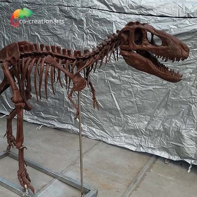 Tùy chỉnh được cá nhân hóa Bản sao xương khủng long Bản sao hộp sọ T Rex