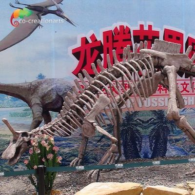 Trang trí công viên Bản sao hóa thạch khủng long Kích thước thật Bộ xương Tsintaosaurus Chống nắng