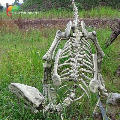 Bản sao bộ xương khủng long Gasosaurus kích thước thật bằng sợi thủy tinh để trưng bày tại bảo tàng