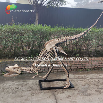Thiết kế ngoài trời chi tiết cao Nhựa xương khủng long Bản sao xương T-Rex
