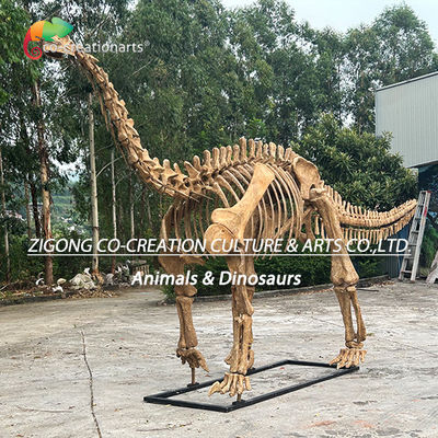 Mô hình bộ xương khủng long cá nhân đích thực cho trang trí ngoài trời